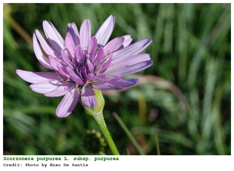 Scorzonera purpurea L. subsp. purpurea